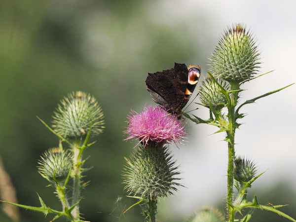 distel mit tagpfauenauge