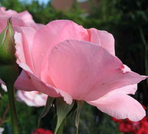 Rose, rosa