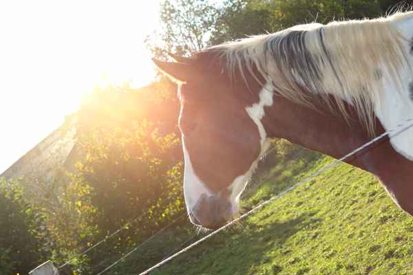 Pferd