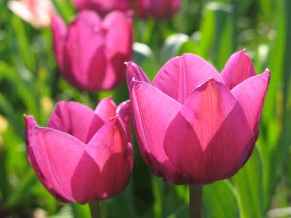 Tulpen im Gegenlicht