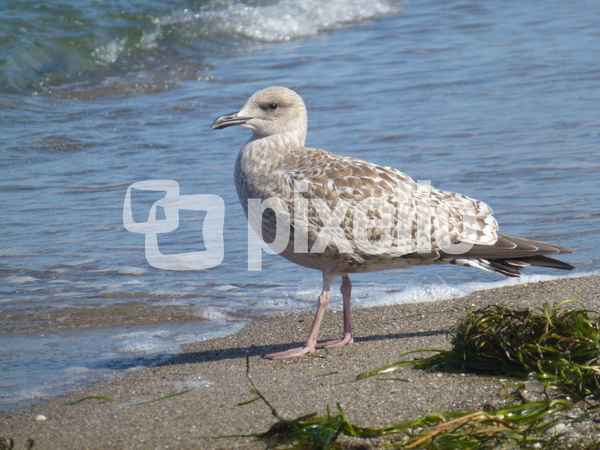 Möve am Strand von Ahrenshoop