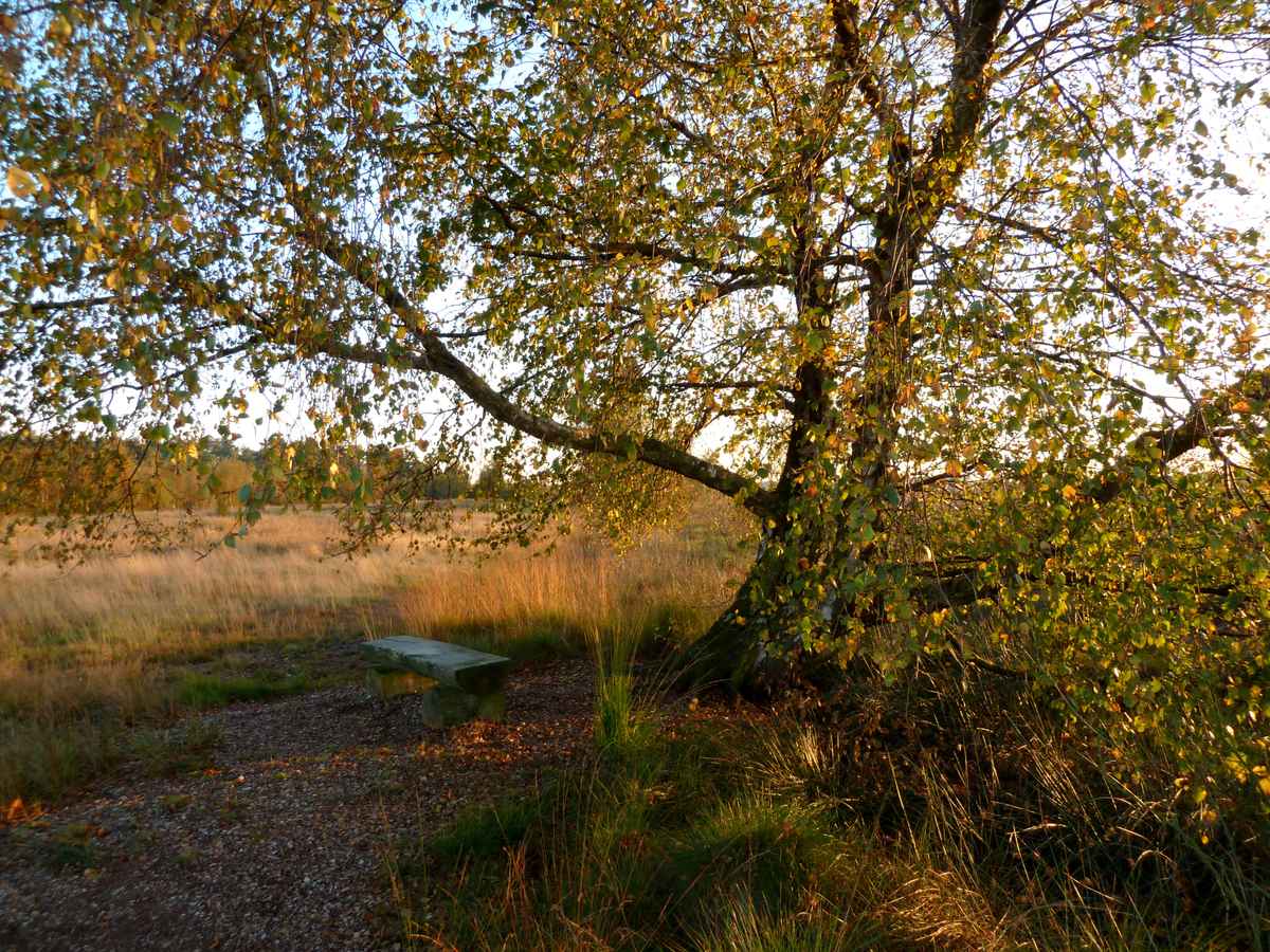 Schlichte Bank am Moor