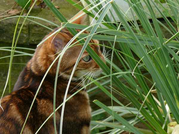 Katze