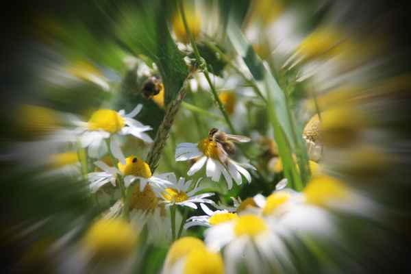 Ein hübsches Bienchen auf Kamille 02