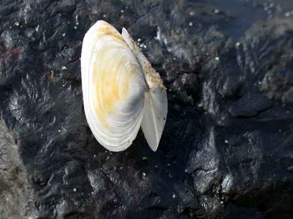 Muschelschale