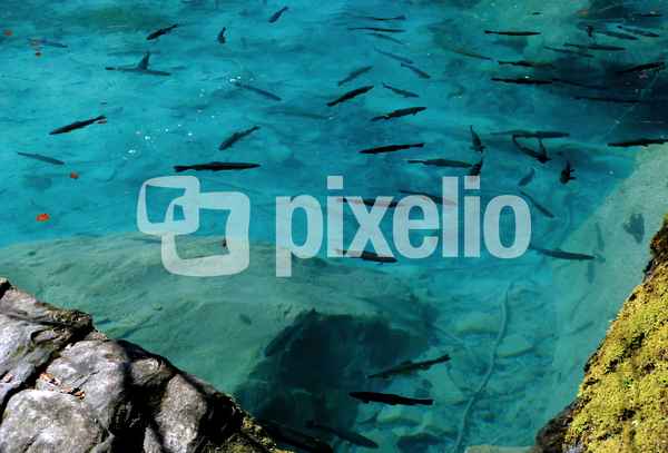 Forellen im Bergsee