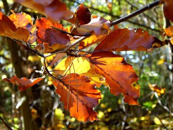 Herbstlaub