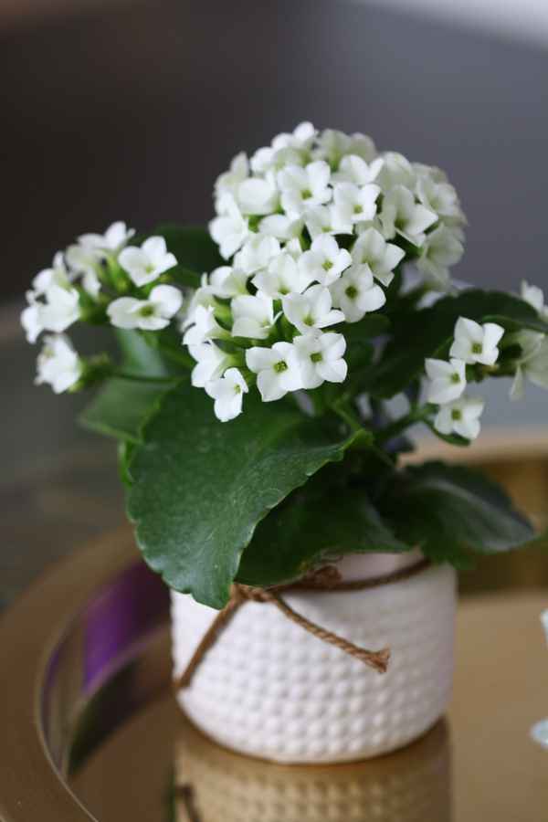 Weiße Kalanchoe