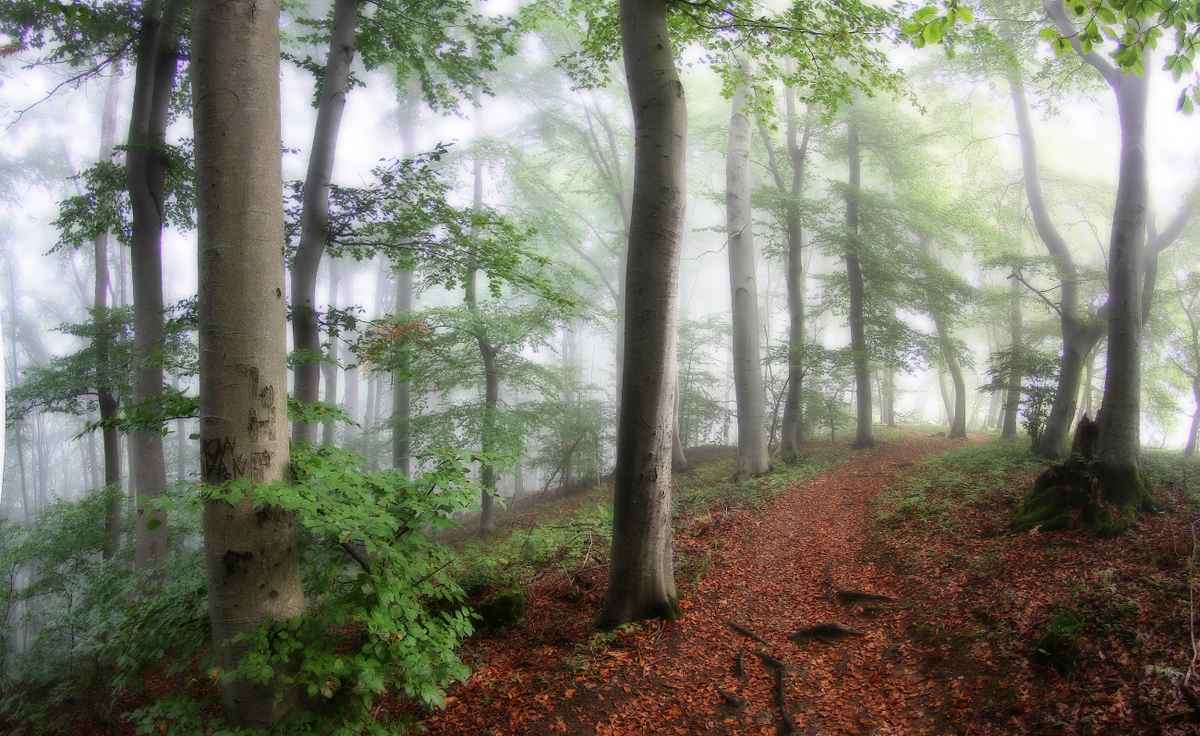 Noch träumt der Wald