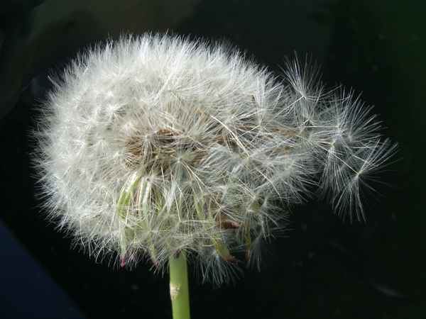Löwenzahn Pusteblume.