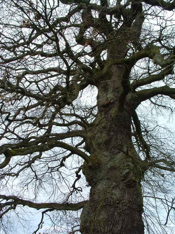 Mein Freund der Baum ...