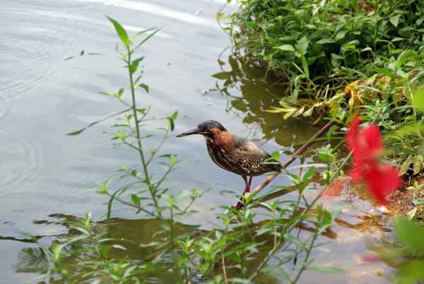 Vogel auf Punta Cana