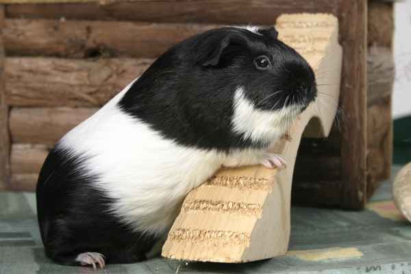 Meerschweinchen Krowa
