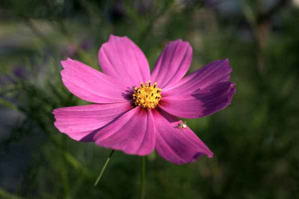 Spinne sonnt sich auf Lila Blüte