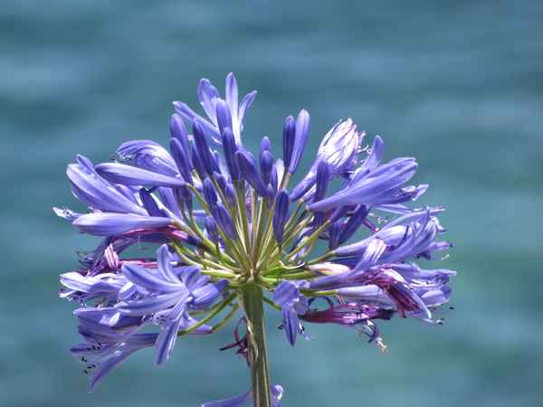 Afrikanische Liebesblume, blau (Schmucklilie)