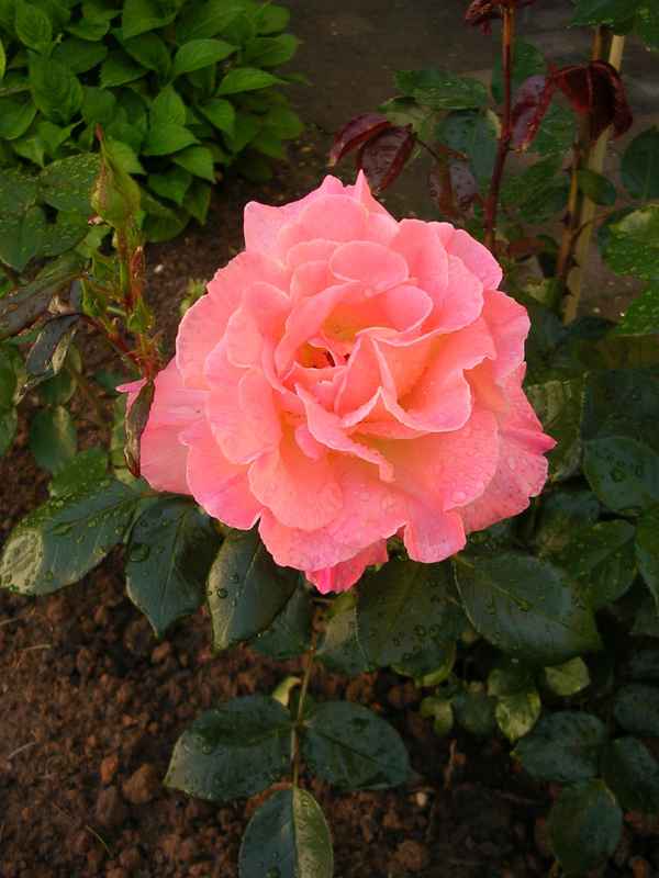 Rose im Morgentau