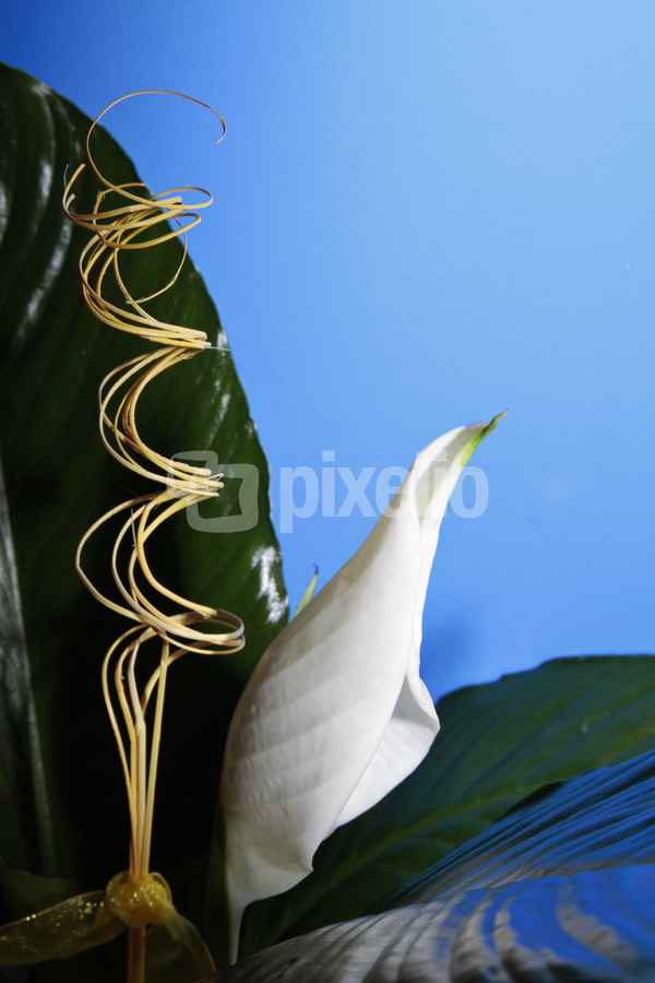 weiße schönheit spathiphyllum