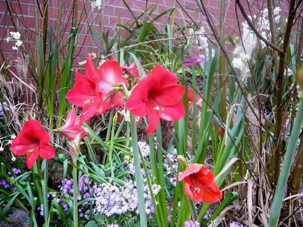 Botanischer Garten Berlin 6