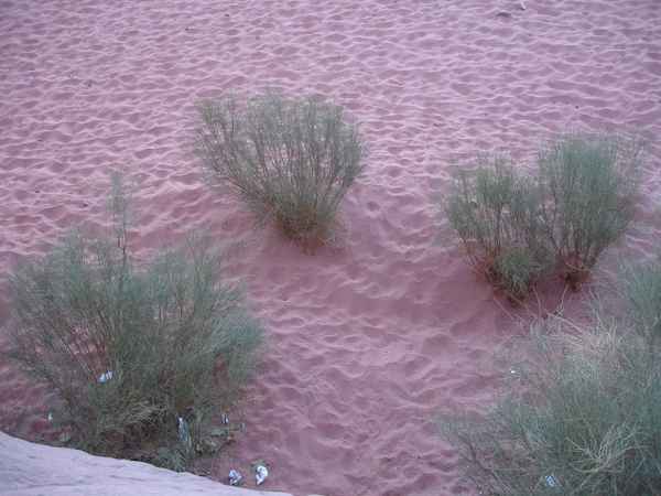 Wüstengrün Wadi Rum