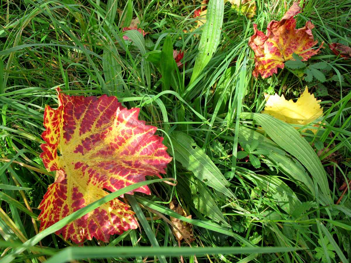 EIN Blatt macht noch keinen Herbst