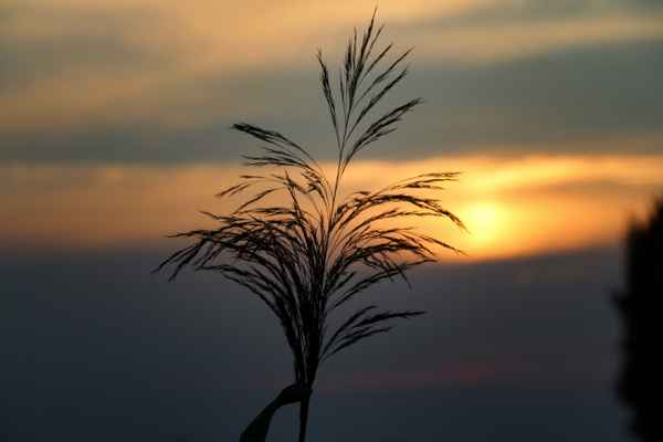 Sonnenuntergang mit Pflanze