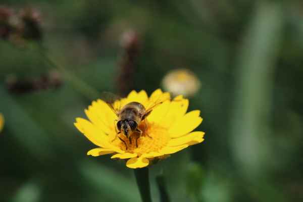 Mistbiene auf gelber Pflanze!