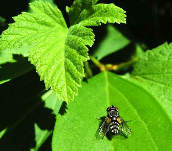 Fliege - flieg!
