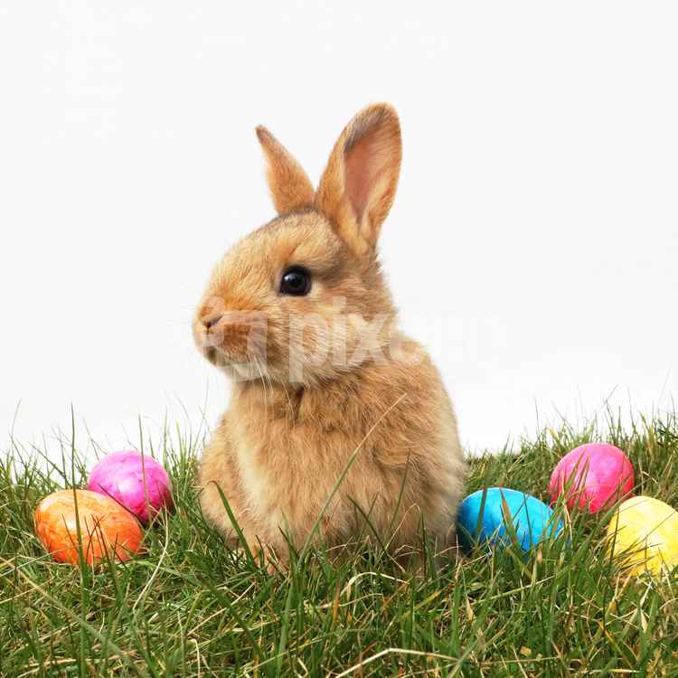 Kleiner Osterhase auf Wiese