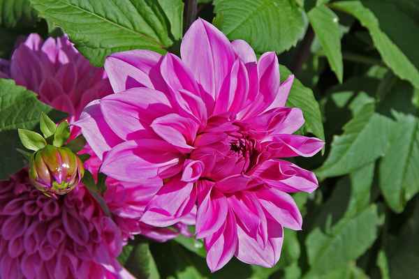 Blume-0104