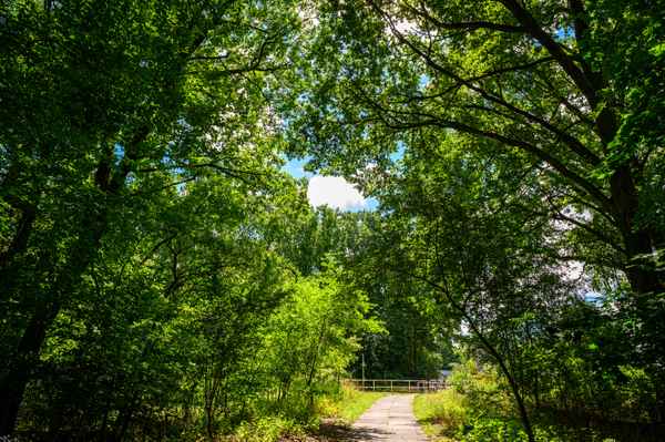 Am Waldrand