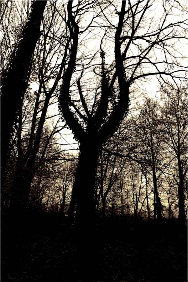 Waldriese im Schwarzwald