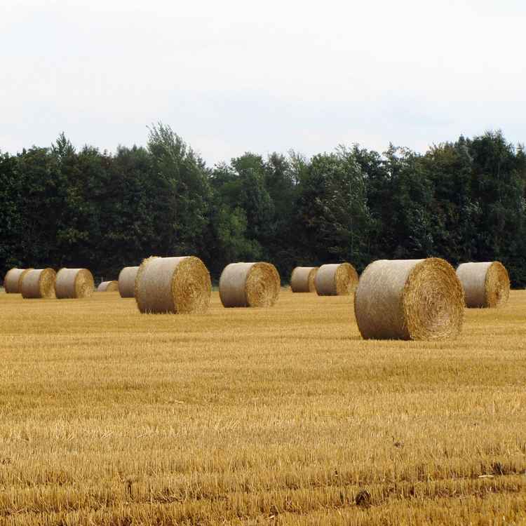 Ernte in Braunschweig