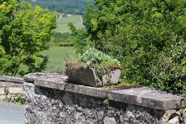 Blumentrog und Landschaft