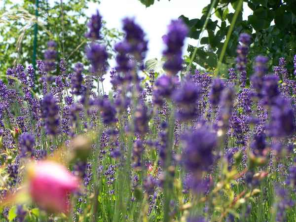 Lavendel, Lavendel ...