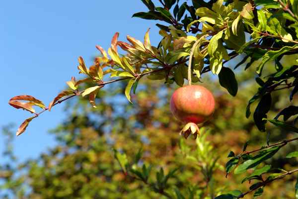 frischer Granatapfel
