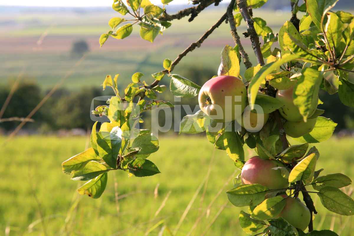 Streuobstwiese