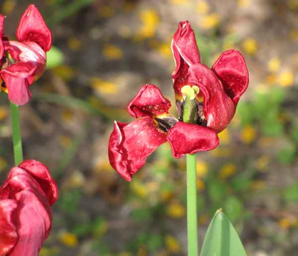 Verblühte Schönheit