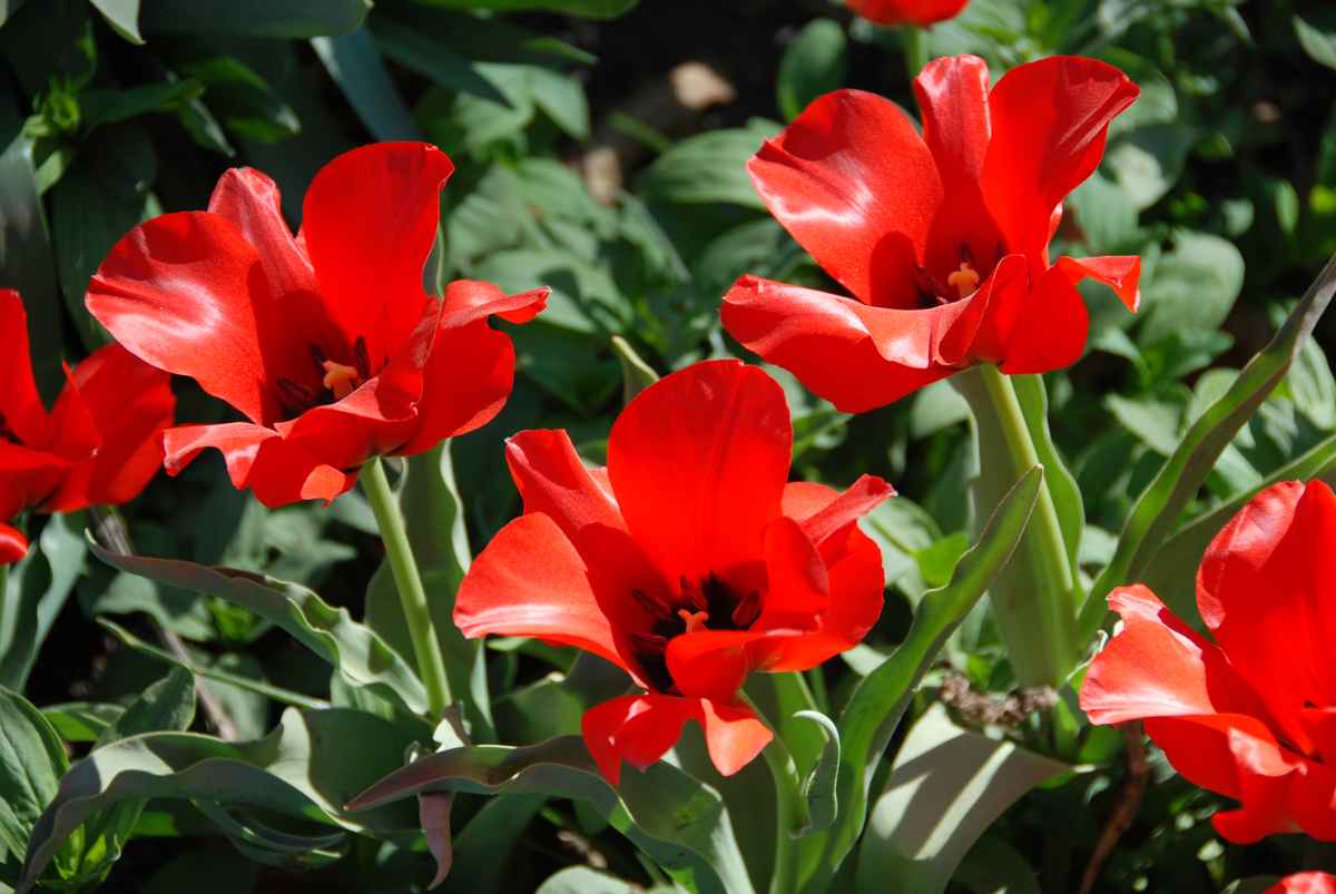 Tulpen 02