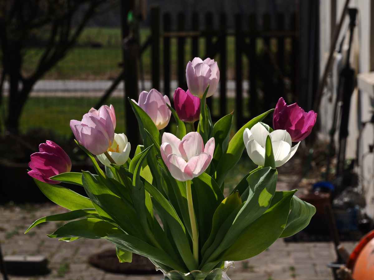 gruß an den frühling