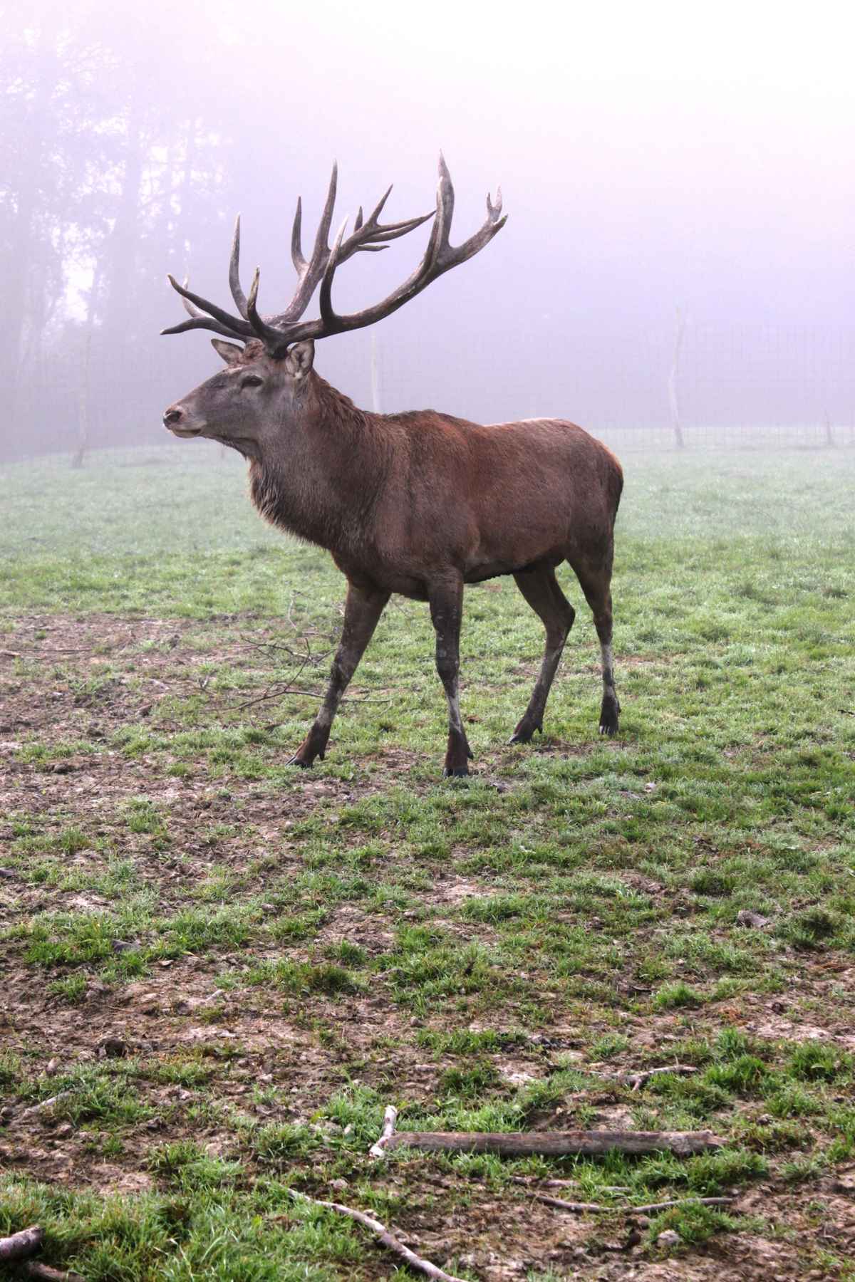 Hirsch