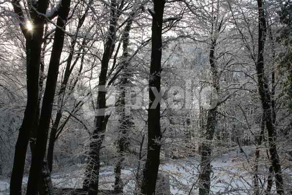 Wintersonne im Wald