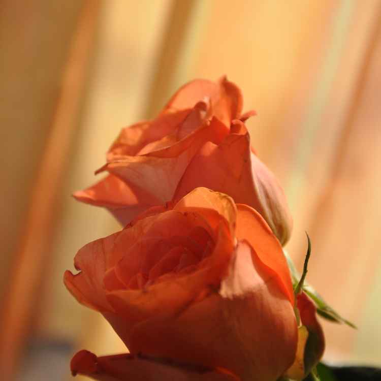 Rosenpaar