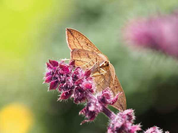 ampferspanner auf basilikumblüte