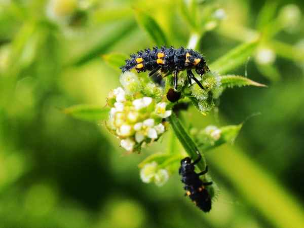 marienkäfer (larve)