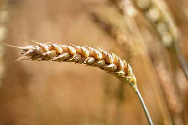 Weizenähre vor der Ernte