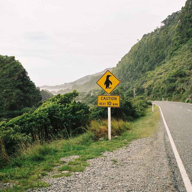 Pinguin crossing