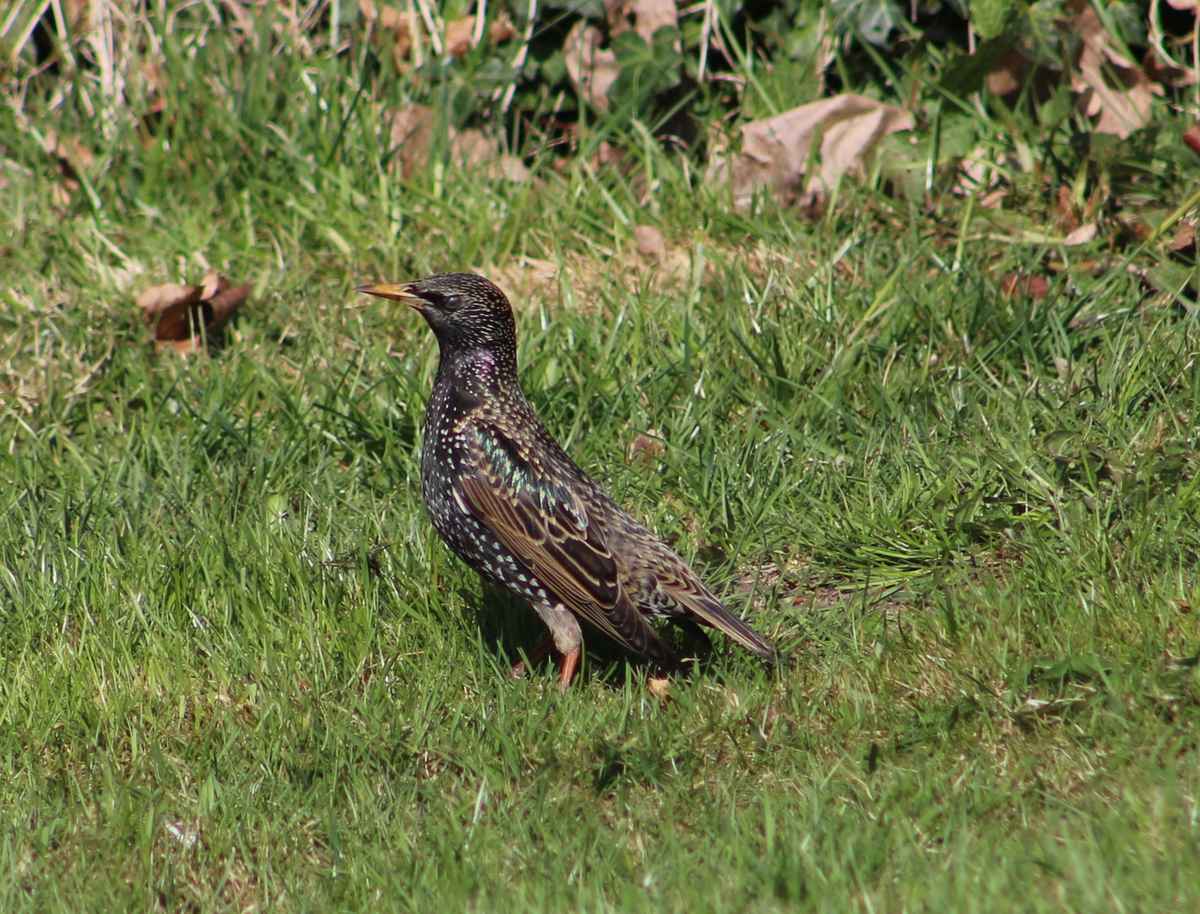 Star ist schon hier!