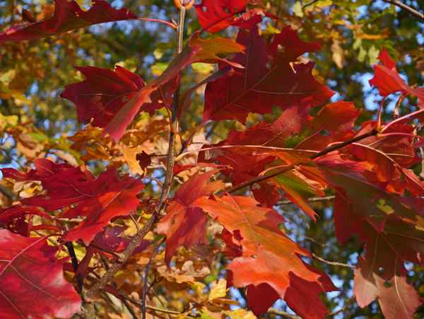 Roter Oktober