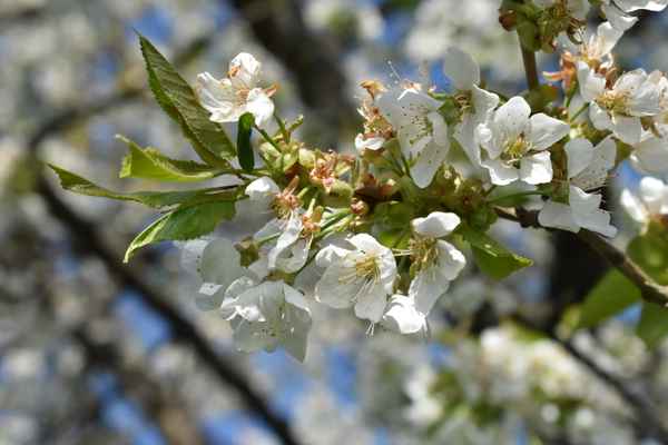 mehrere Kirschblüten am Kirschbaum