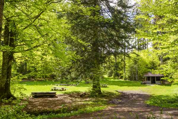 Rastplatz im Frühlings-Wald